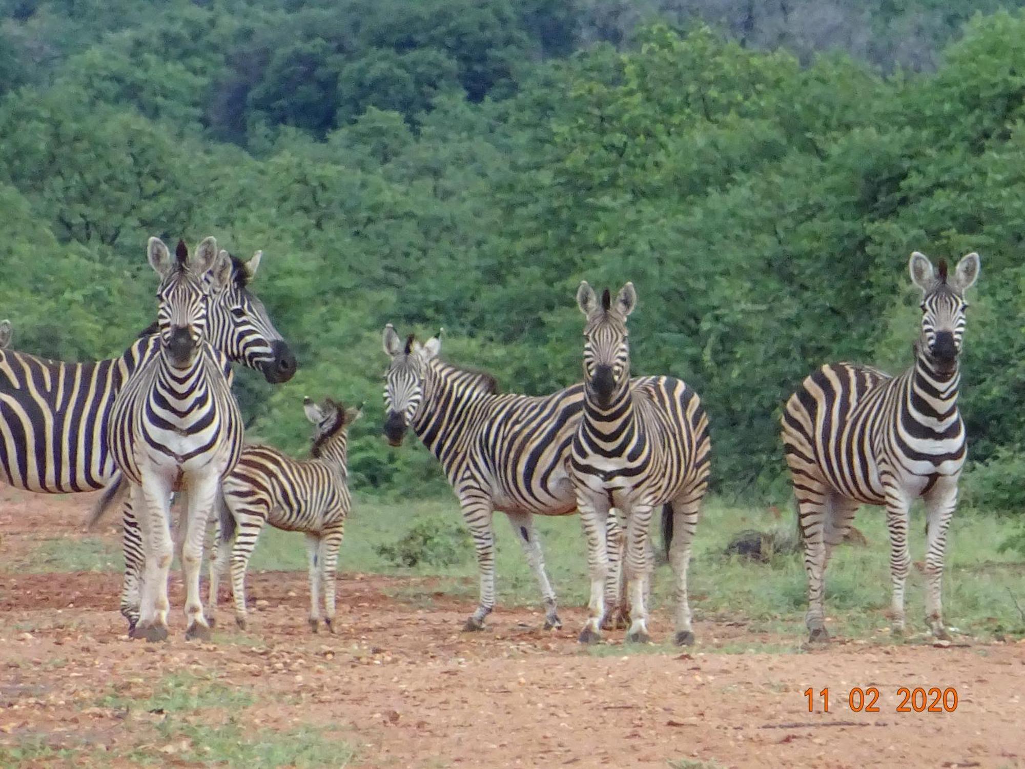 Limpokwena Nature Reserve Tokio Exterior photo
