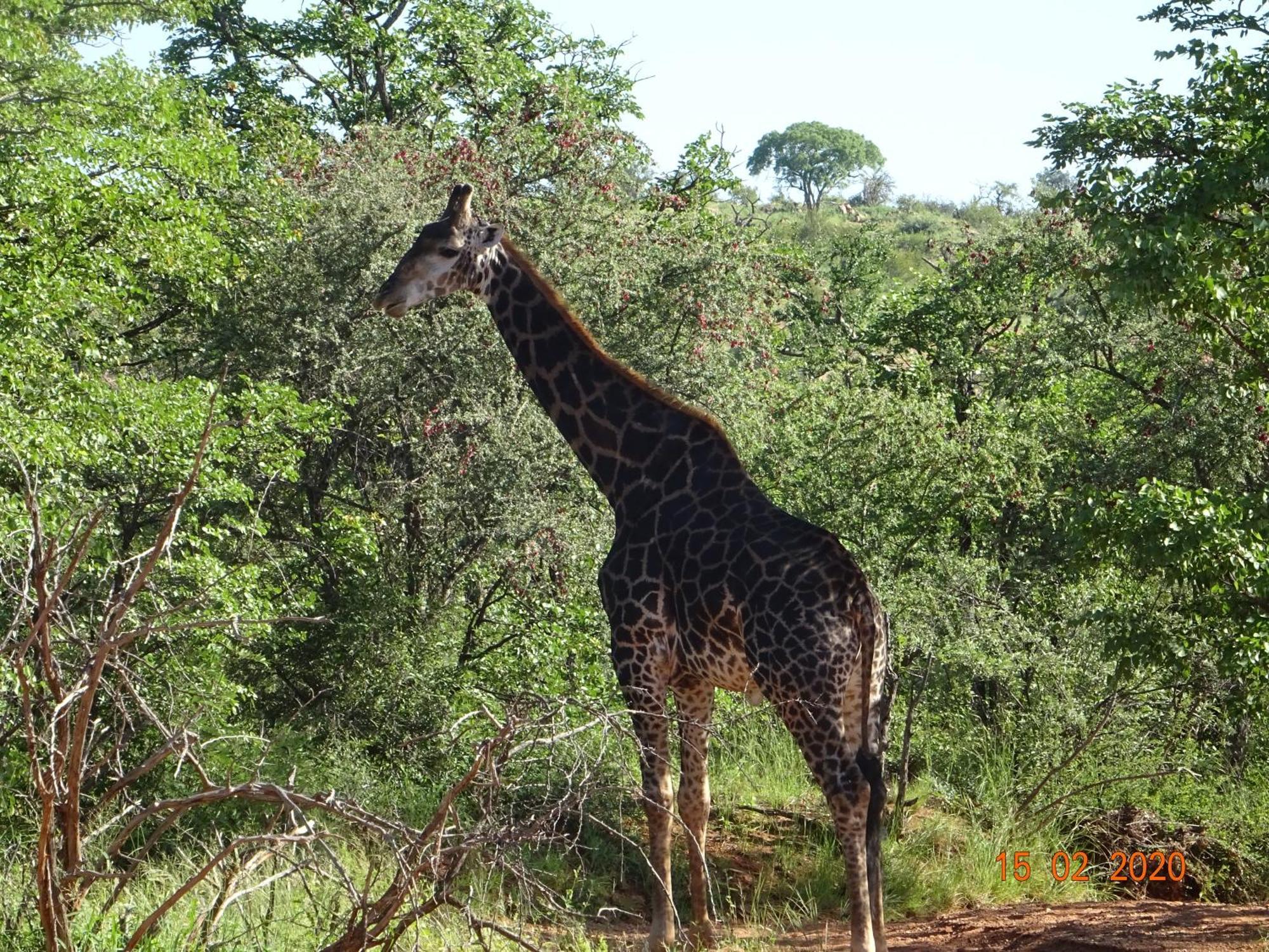 Limpokwena Nature Reserve Tokio Exterior photo